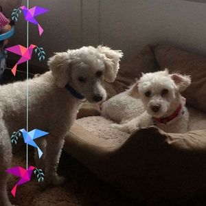 Meet your Posher, Bob